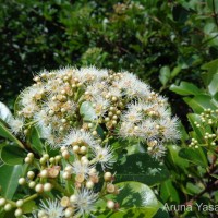 Syzygium caryophyllatum (L.) Alston